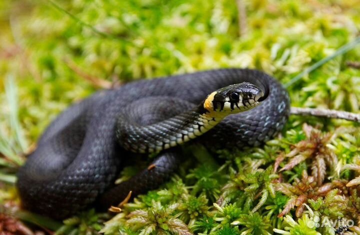 Ужи,Змеи,Natrix,Natrix