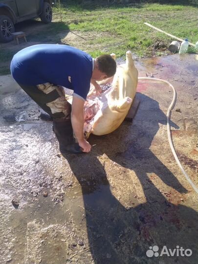 Мясо свинина домашняя