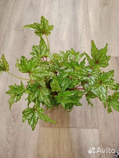 Бегония каудексная Дреге