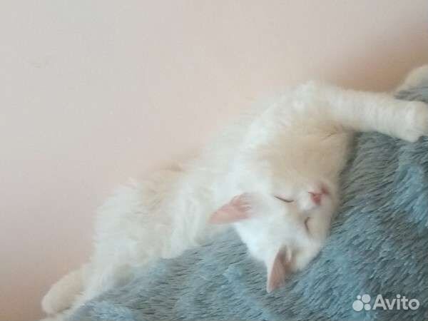 Кот в дар