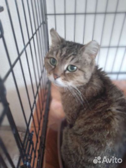 Кошка Золотце
