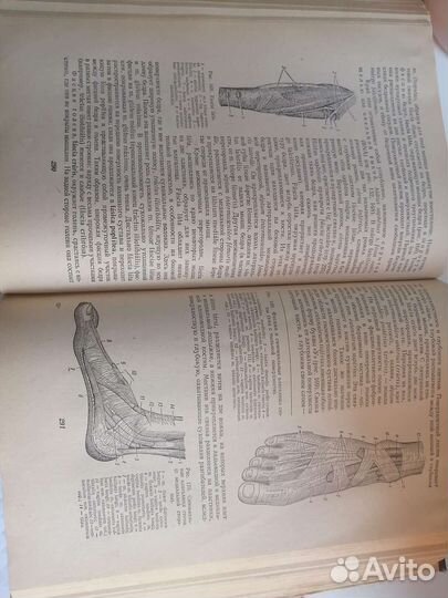 Анатомия человека 1969 г