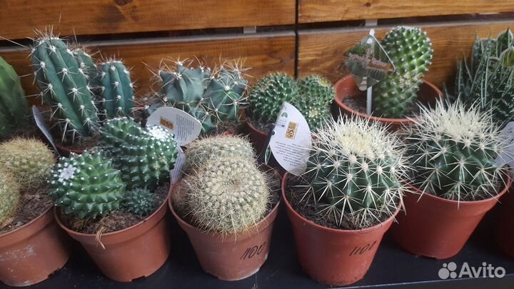Кактусы