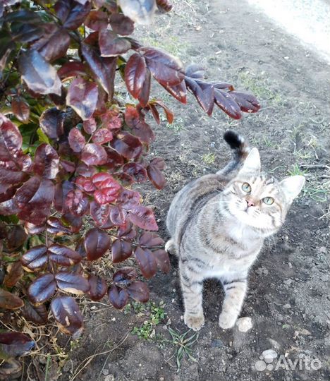 Кошка в добрые руки