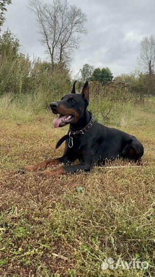 Строгий ошейник