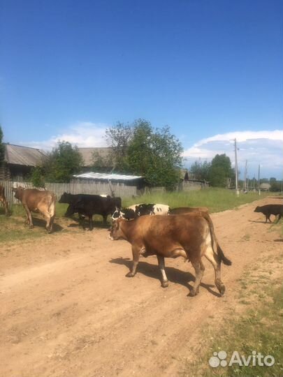 Корова джерси