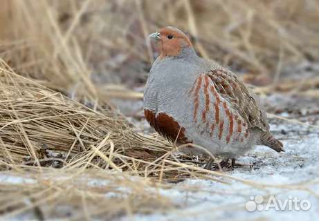 Руфа и Серая куропатка, цыплята