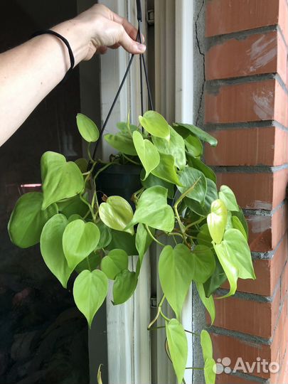 Филодендрон лемон лайм