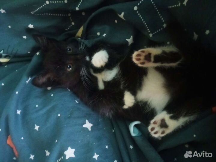 Черный котенок в добрые руки