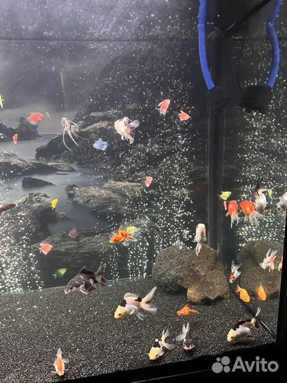 Оранда панда, тернеции, сапфировые попугаи