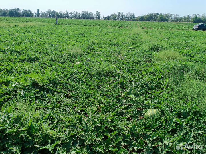 Арбуз Каристан