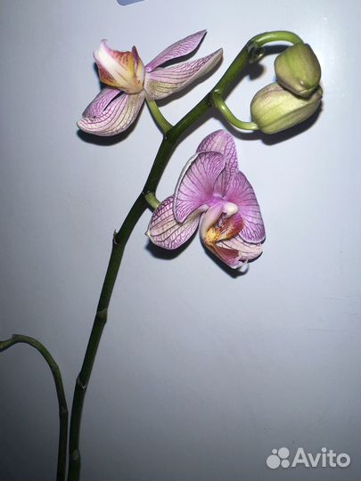 Орхидея фаленопсис