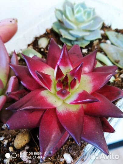 Суккуленты