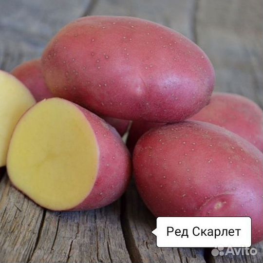 Семенной картофель