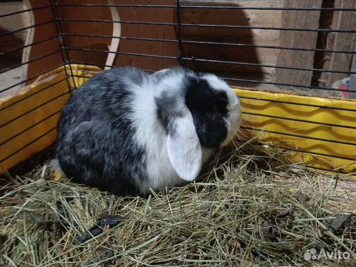 Кролик карликовый баран