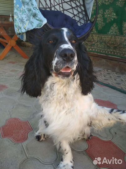 Русский спаниель