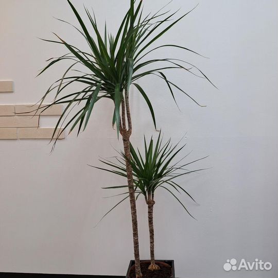 Пальма драцена