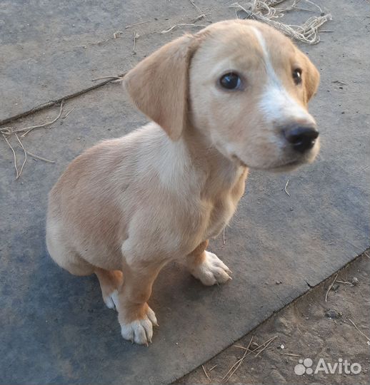 Щенки бесплатно в добрые руки
