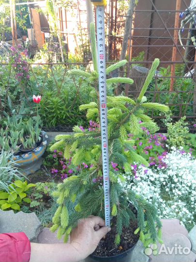 Ель Глаука Пендула (плакучая)