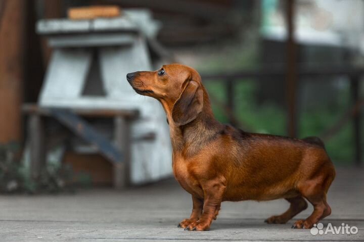 Мини таксята