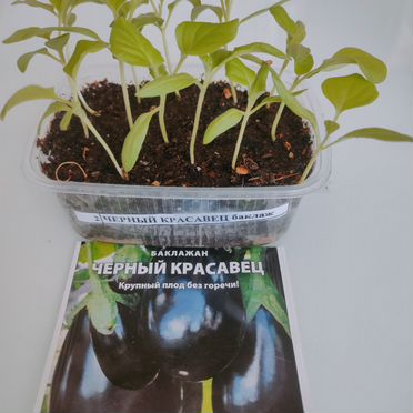 Рассада баклажан