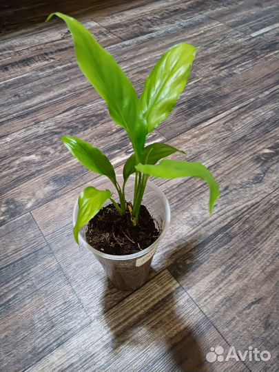 Комнатные растения