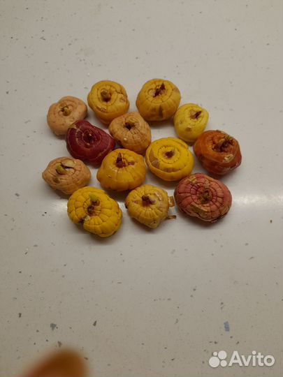 Гладиолусы луковицы