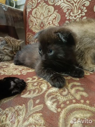 Британские котята