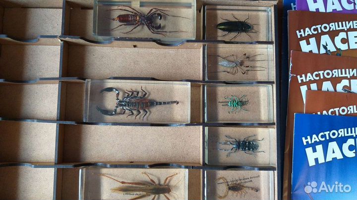 Насекомые коллекция с журналами