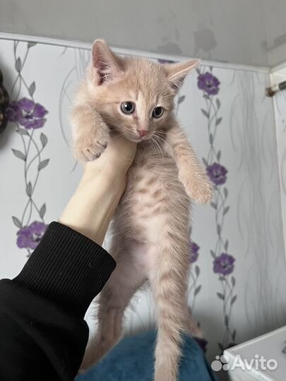 Котенок в добрые руки