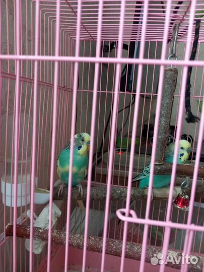 Продам попугаев с клеткой и вещами