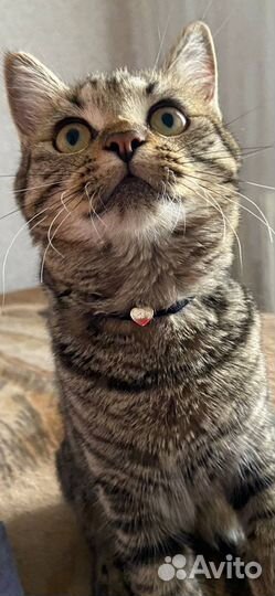 Передержка кошек
