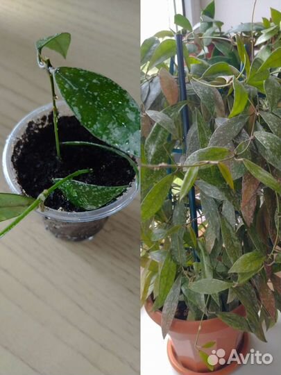 Хойи укорененные