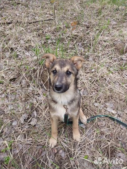 Щенок ищет любящую семью