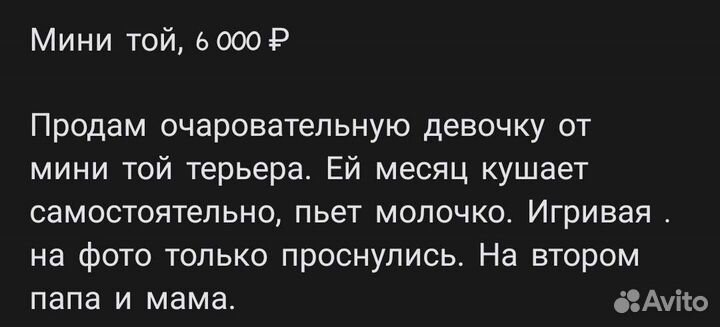 Мини той-терьер щенки