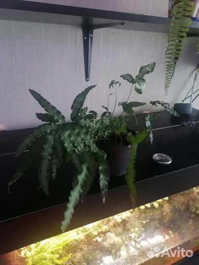 Папоротники ч.2