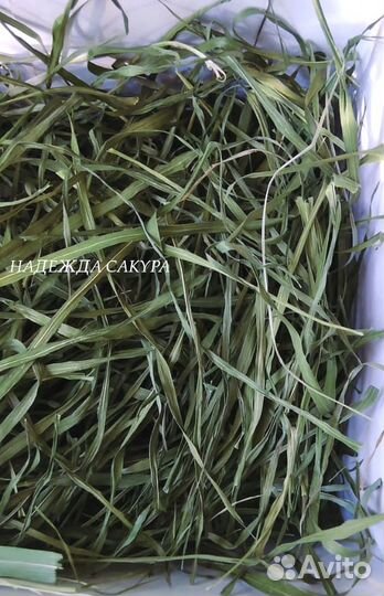 Качественное сено для грызунов (ручная сборка)