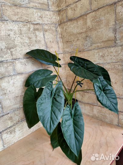 Алоказии взрослые с фото