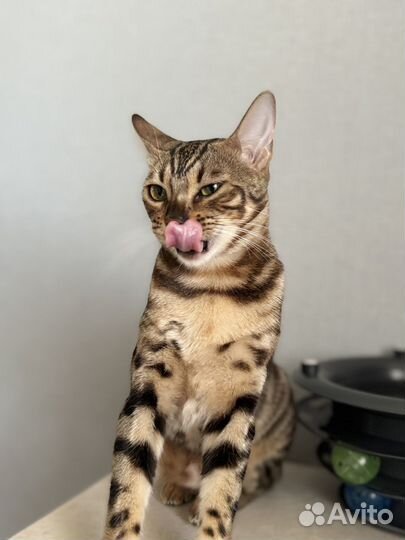 Бенгальская кошка