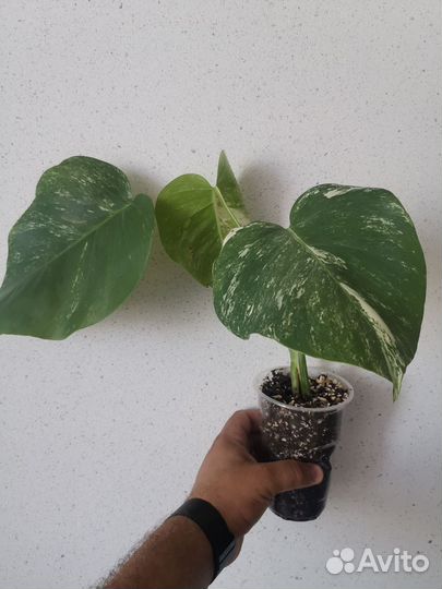 Монстера альба