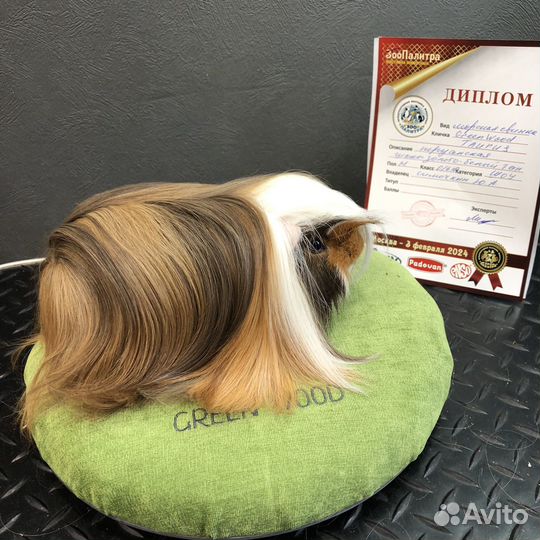 Морская свинка перуанская