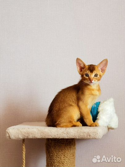 Абиссинские котята