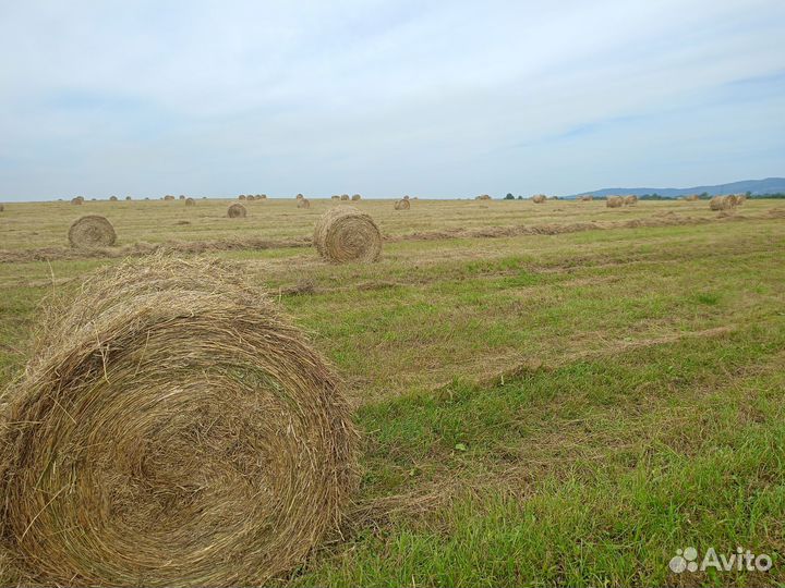 Сено в тюках