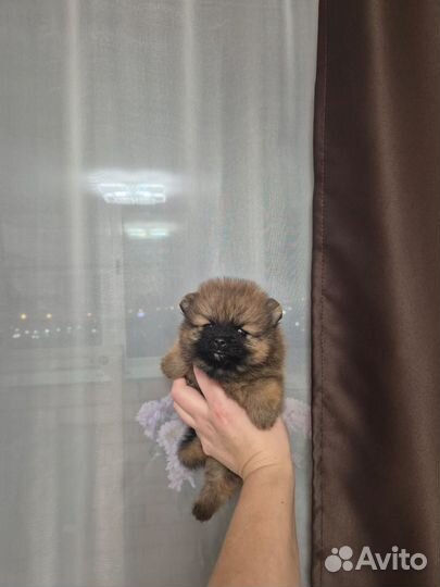 Померанский шпиц мини