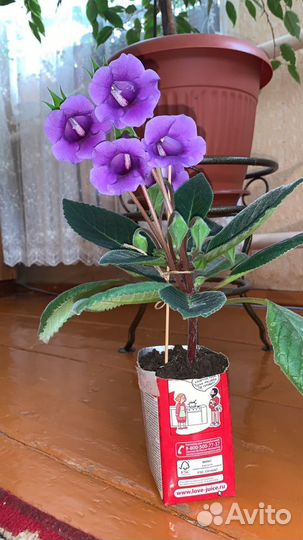 Глоксинии и другие комнатные цветы