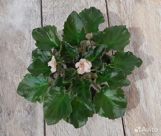 Фиалка мини и полумини