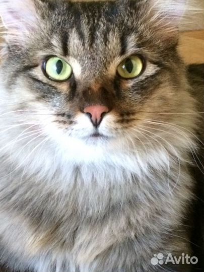 Кот в добрые руки