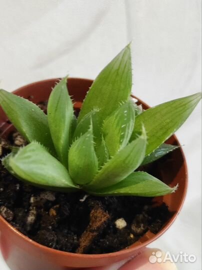 Суккуленты