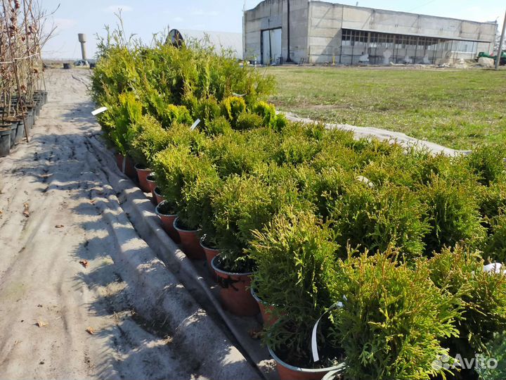 Декоративные растения ель/самшит/тисс/клён/злаки