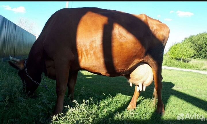 Продается дойная корова